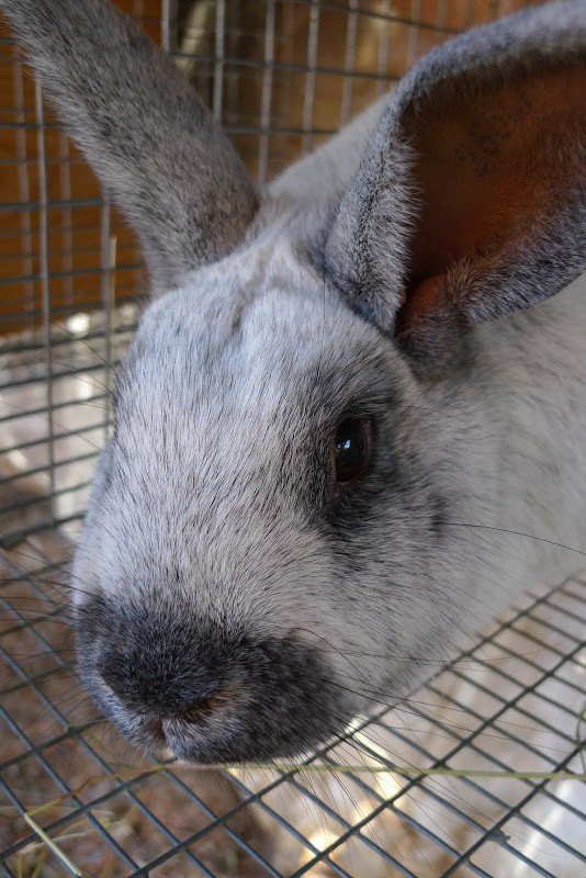 Raising Champagne D’Argent Rabbits