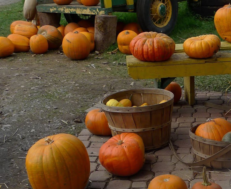 Making and Storing Pumpkin Puree