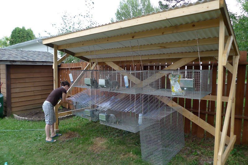 Raising Meat Rabbits