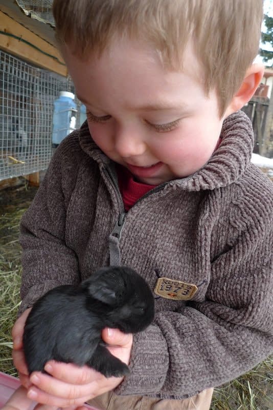 From the Rabbitry: Taking Care of Kits