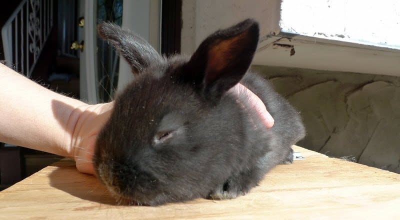 Treating Baby Rabbit Eye Infections