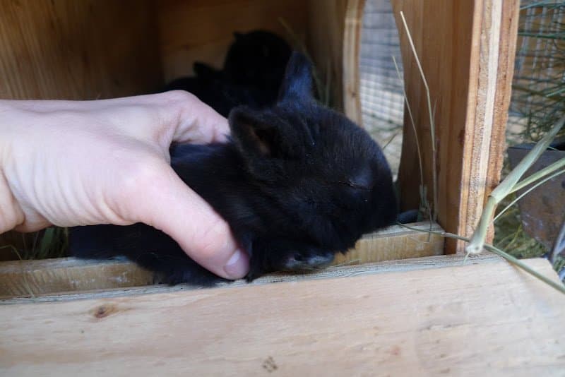 From the Rabbitry: The Continuing Saga of Eye Infections