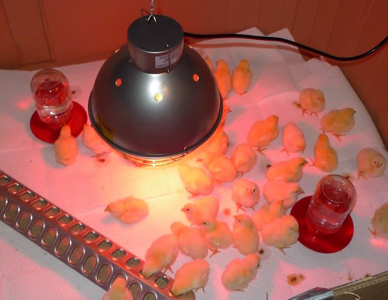 Brooding Chicks and Building a Coop