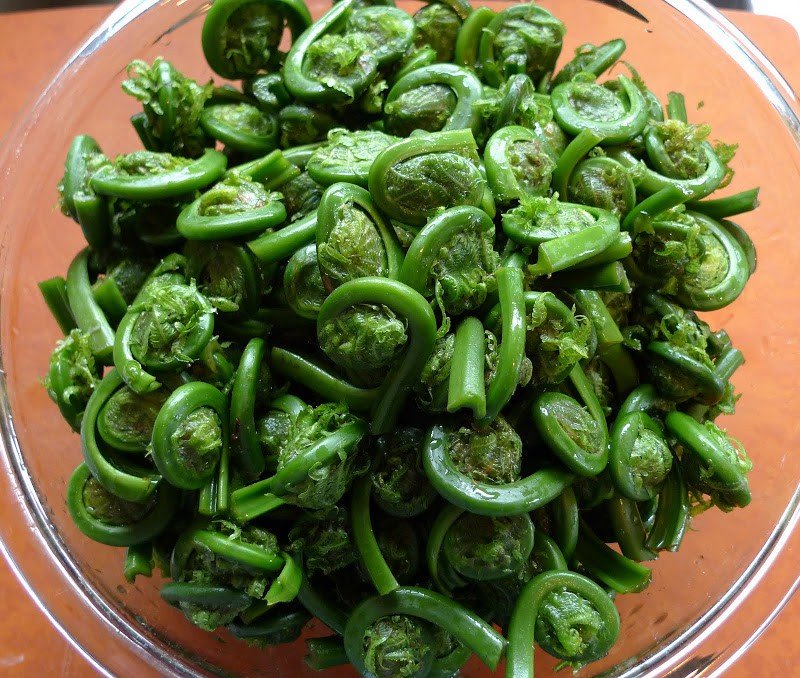 Pickled Fiddleheads