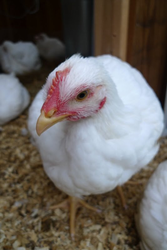 A Chicken Update