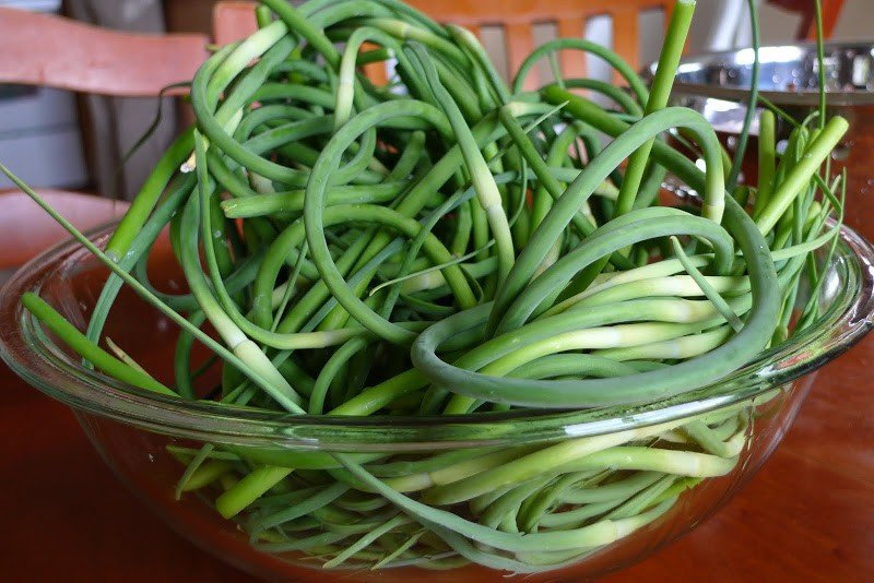 Pickled Garlic Scapes