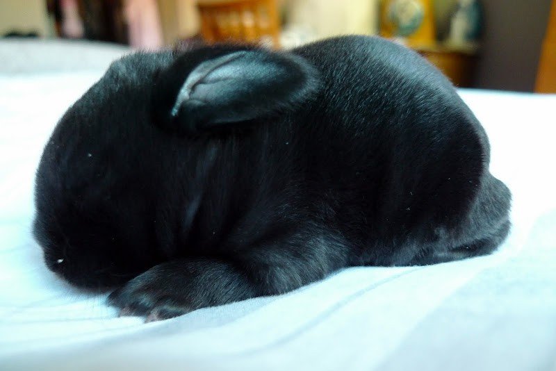 Fall Kindling and Baby Rabbit Rescue