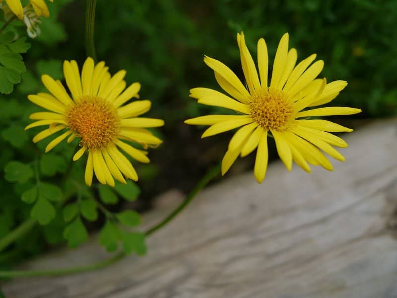 Nature Walk: My Garden + A Giveaway