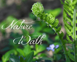 Nature Walk: Mosquitoes and Puddles