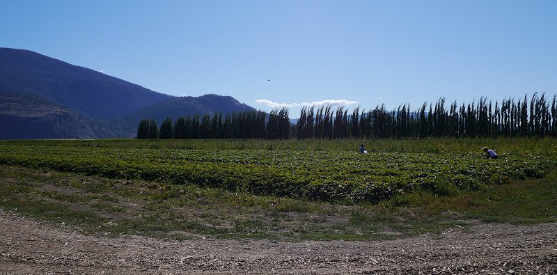 Tips for Bringing Little Children to a U-Pick