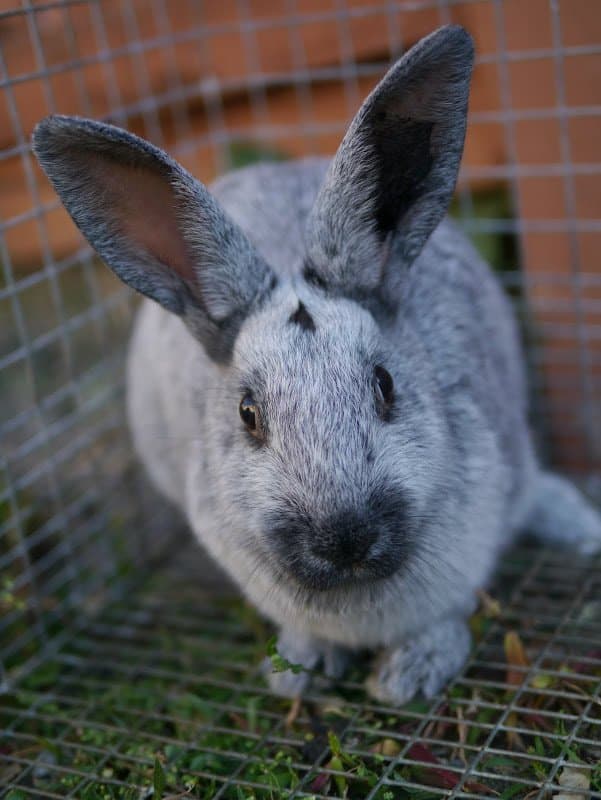 Raising and Breeding Rabbits For Meat