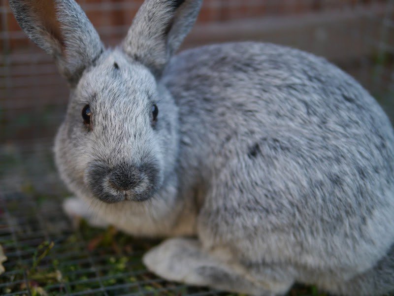 An Update on the Rabbits