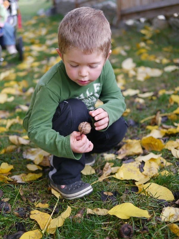 Gathering Walnuts