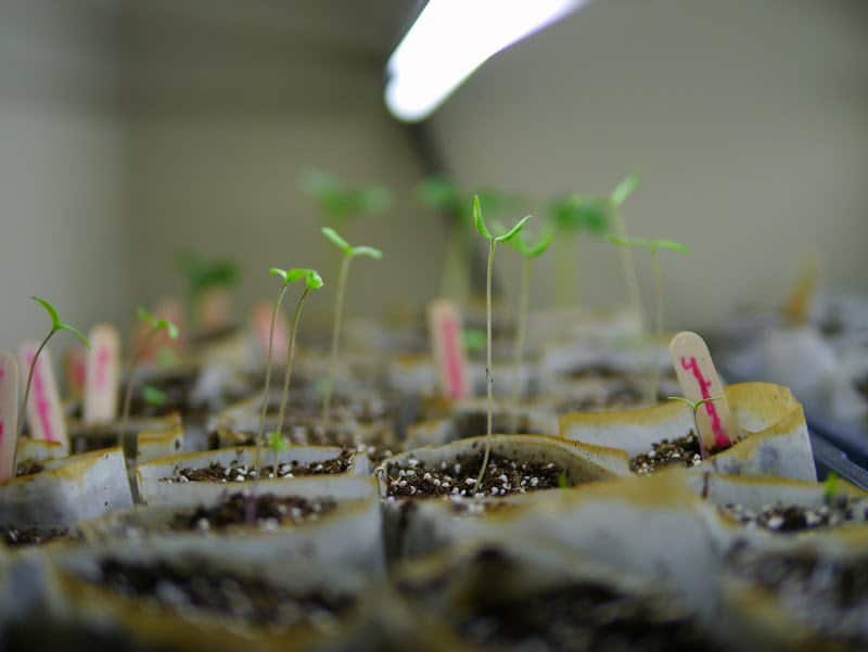 Saturday Garden Journal (vol.1)