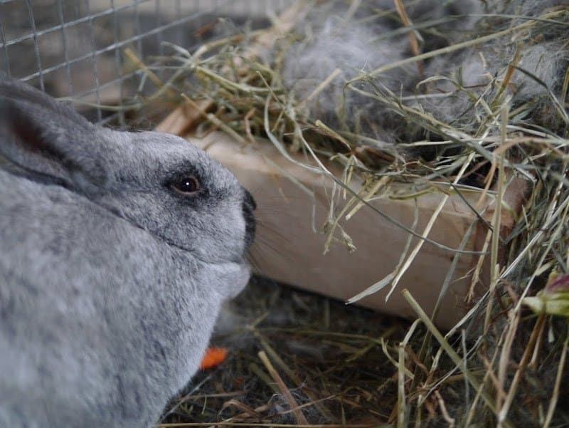 Reviving Cold Newborn Baby Rabbits