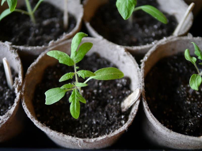 Garden Journal (vol. 3)