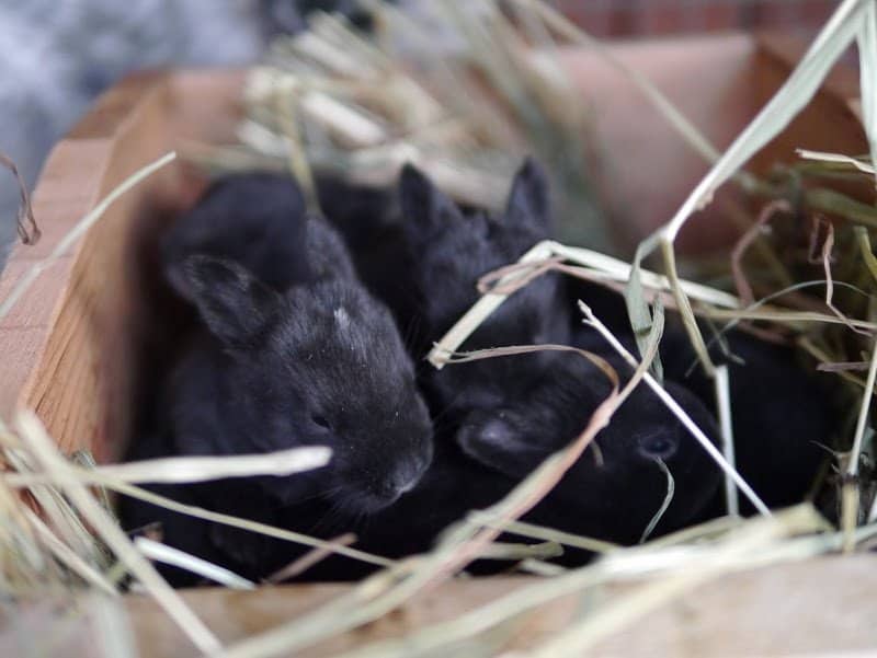 Preventing Nest Box Eye Infections in Baby Rabbits
