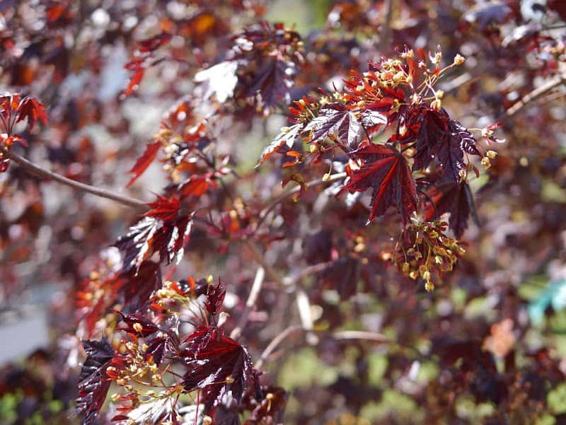 Still Recovering from Surgery