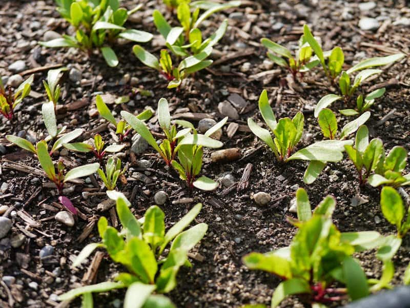 Garden Journal (vol. 5)