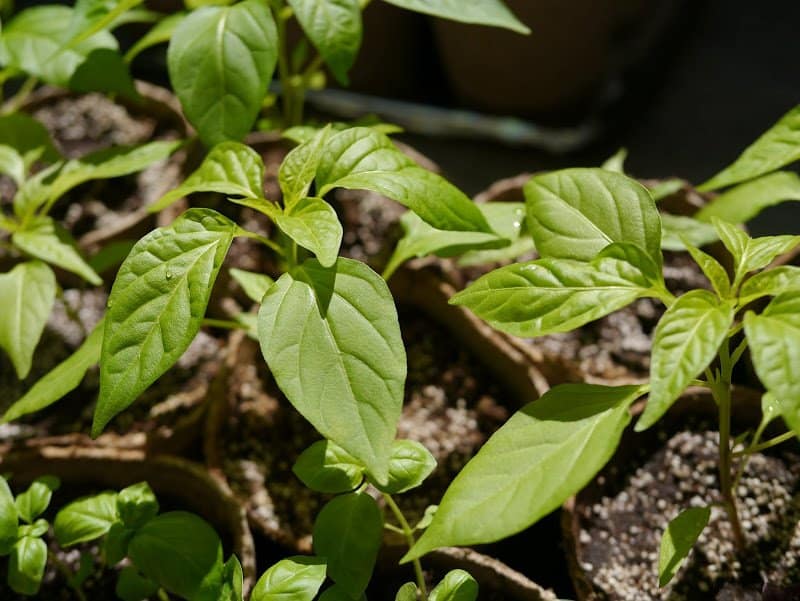 Garden Journal (vol. 4)