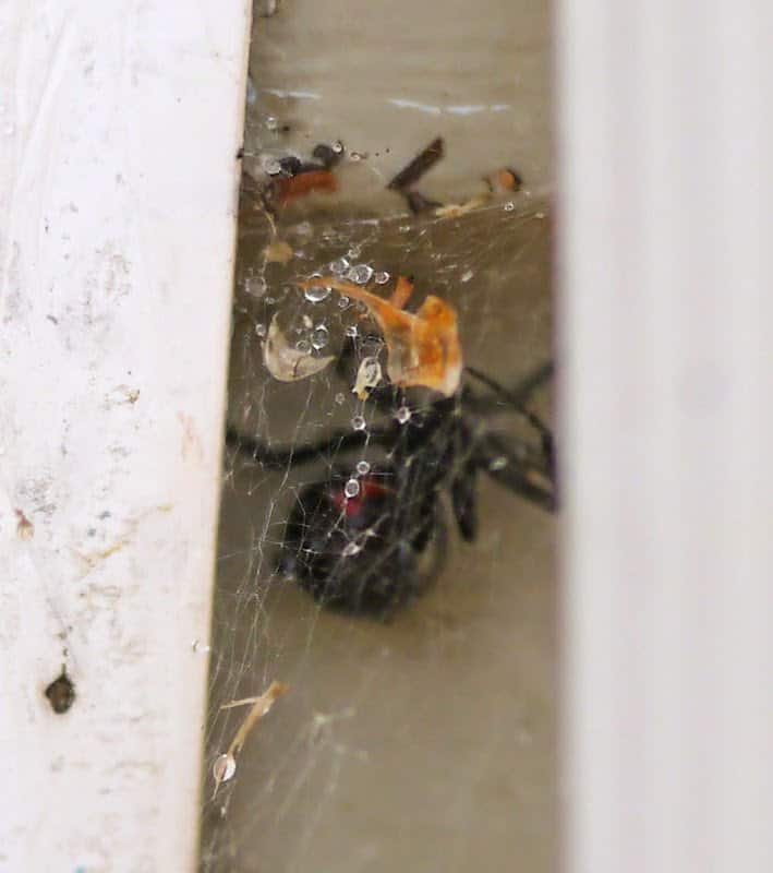 The Black Widow Spider