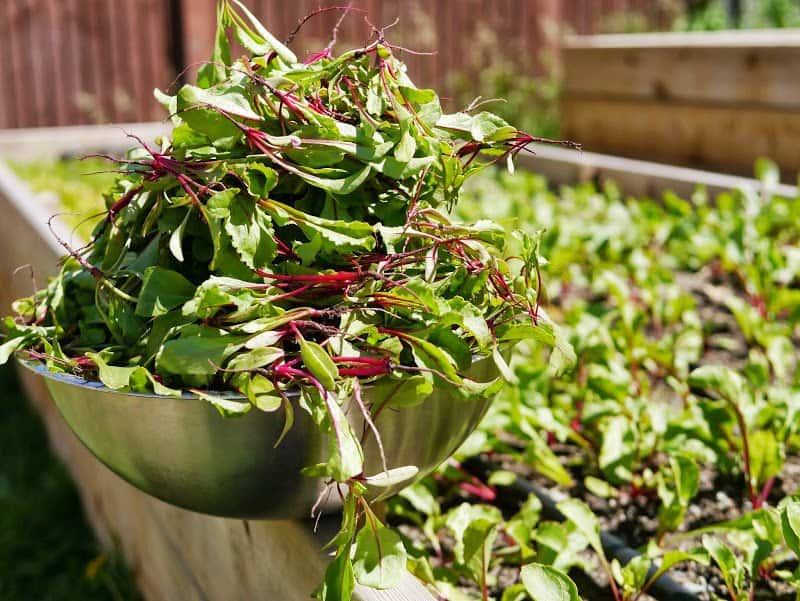 Garden Journal (vol. 6)