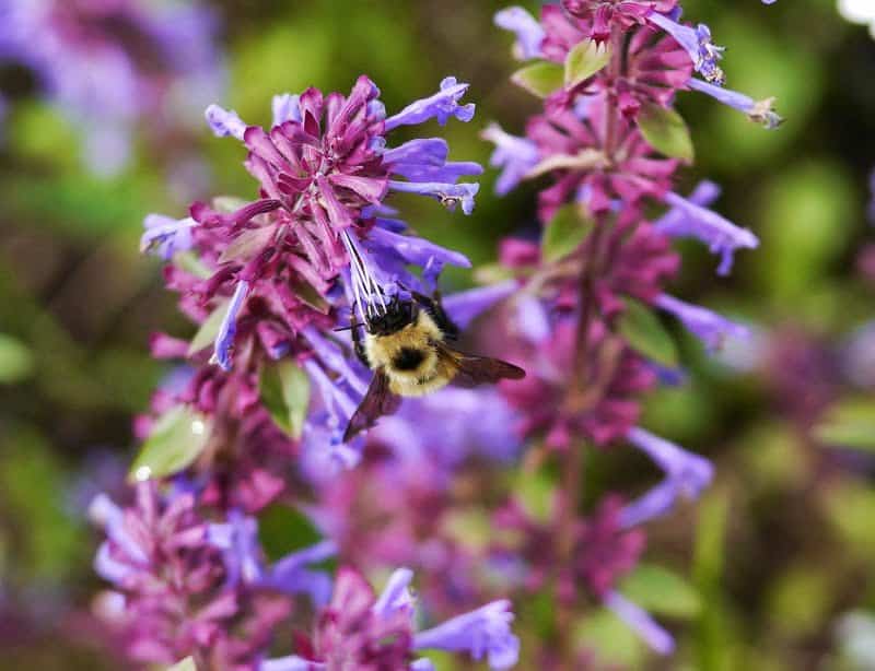 The Beauty of Slow Living