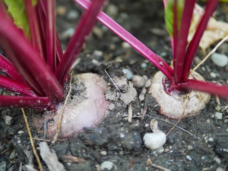 Garden Journal (vol. 10)