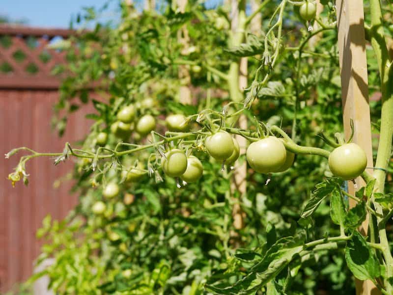 Garden Journal (vol. 9)