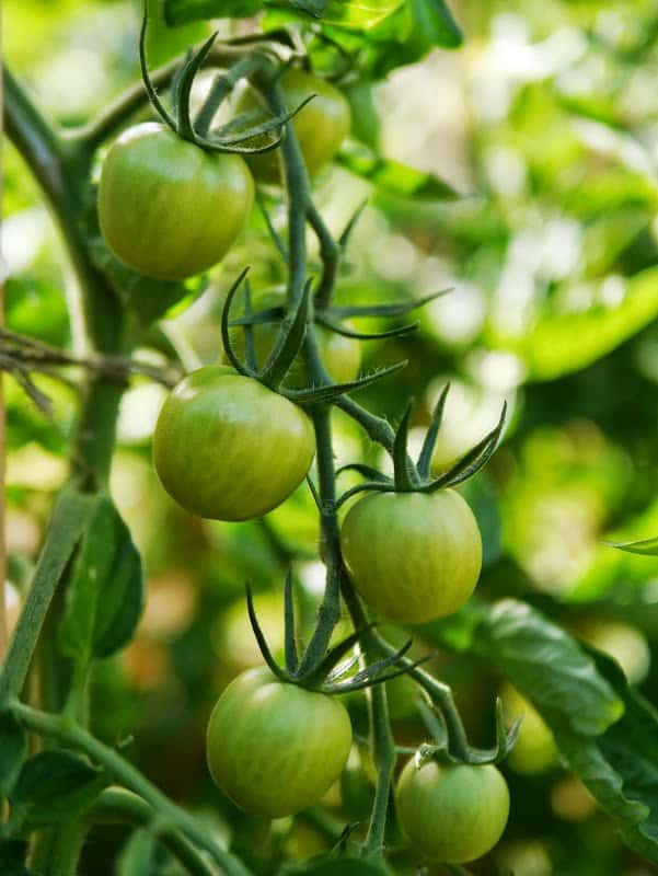 Garden Journal (vol. 8)