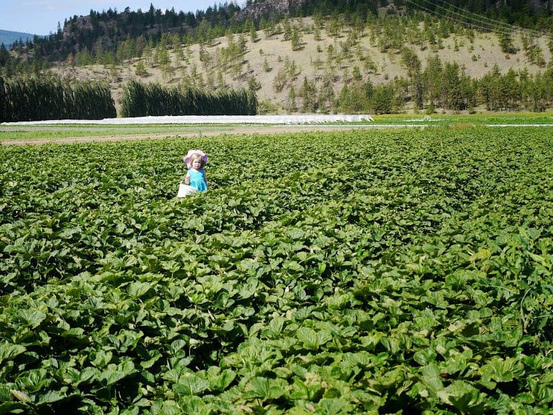 Picking Berries