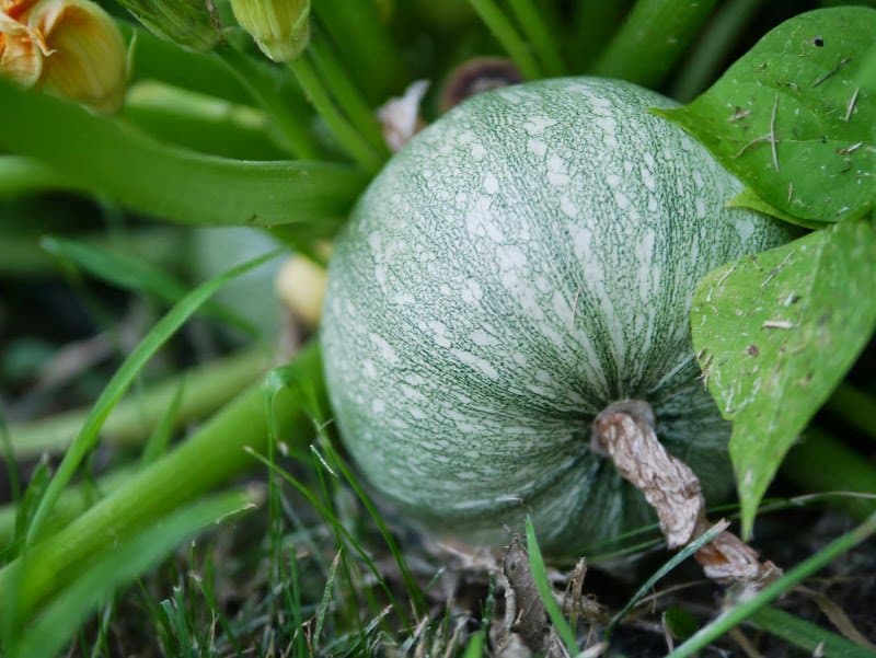 How to Preserve Zucchini