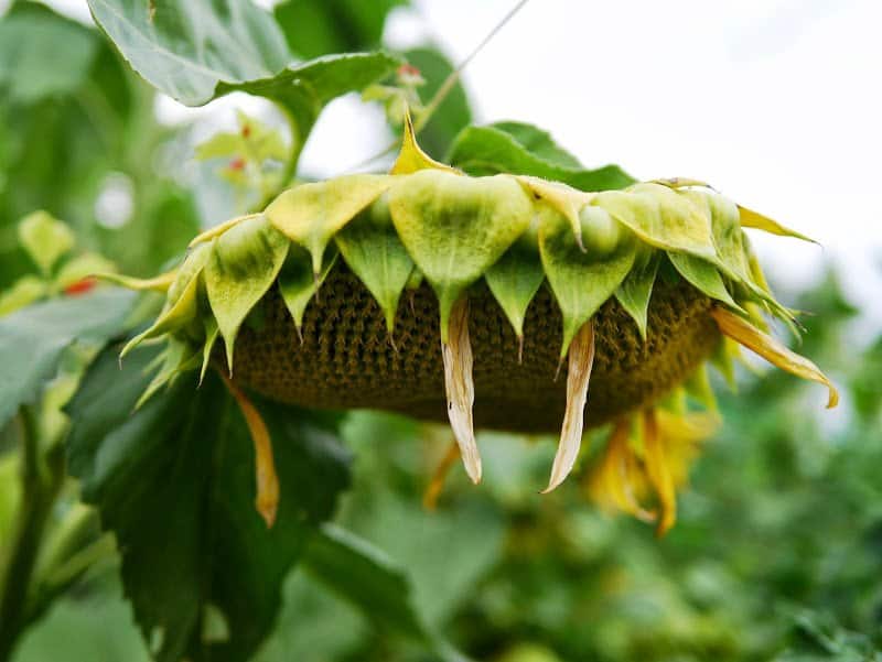 Garden Journal (vol. 13)