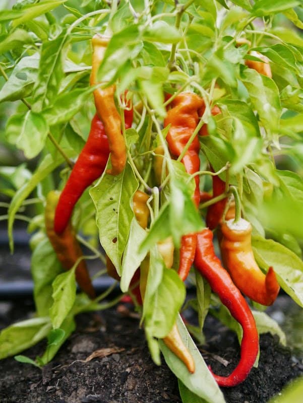 Garden Journal (vol. 12)