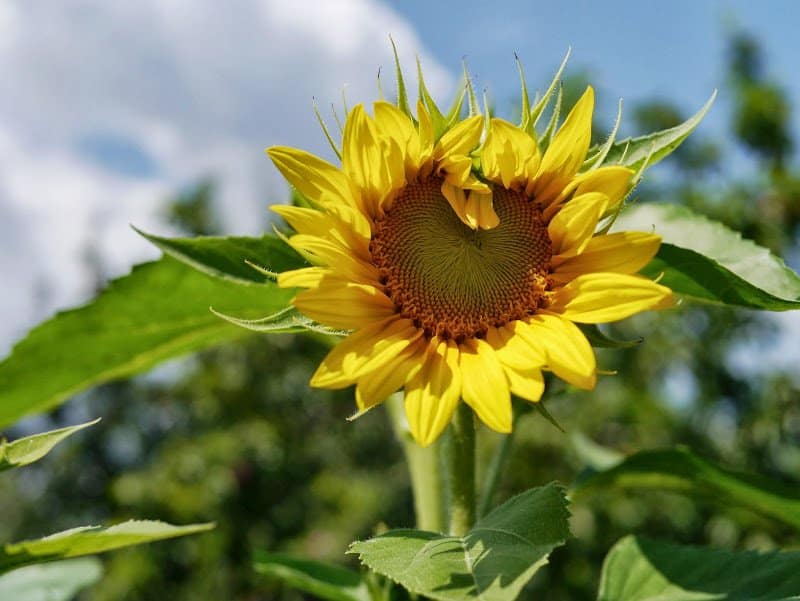 Garden Journal (vol. 11)