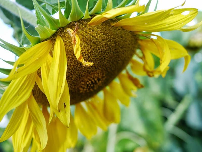 The Last Week of Summer