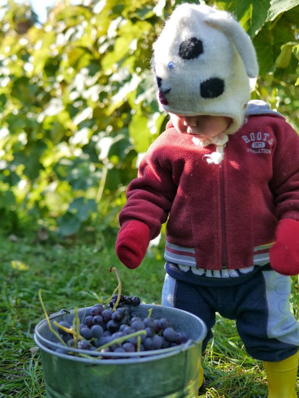 A Tour at Covert Farms