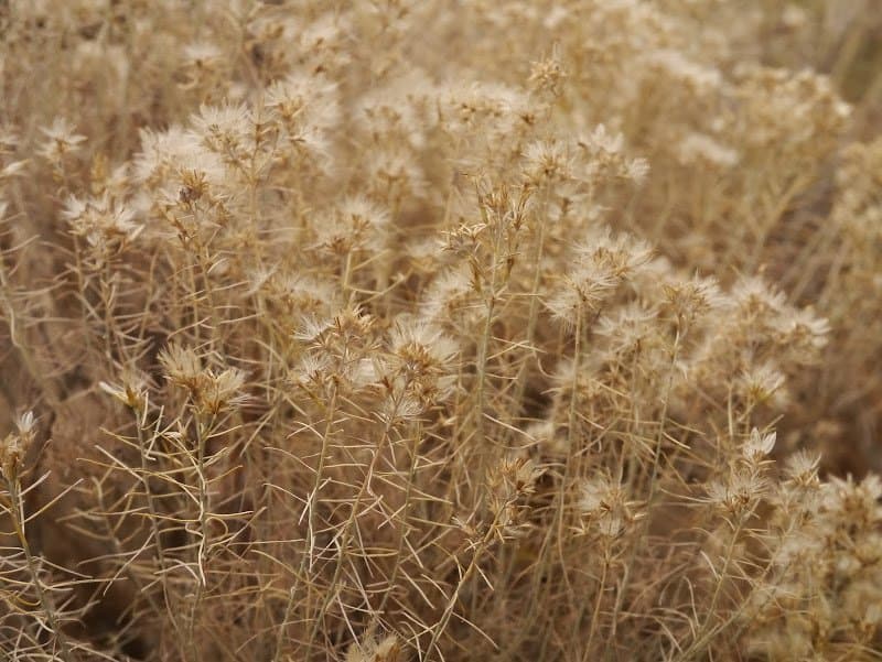 Discovering a New Trail