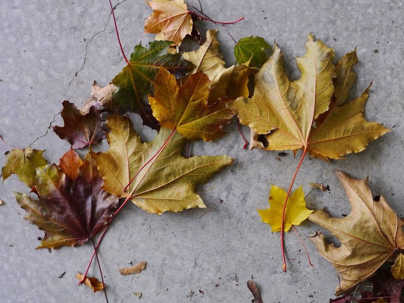 Garden Journal (vol. 14)