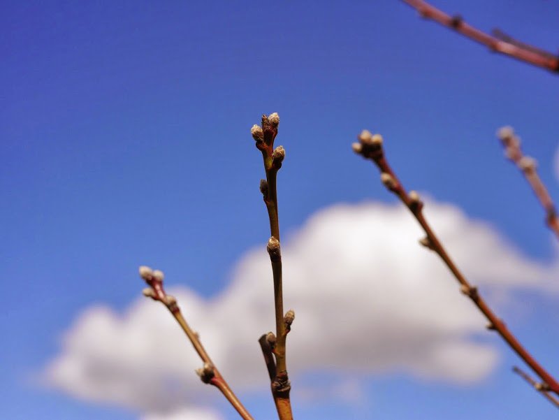 Garden Journal (yr 2: vol 1)