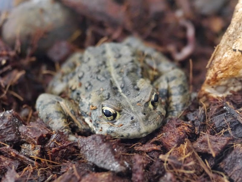 A Western Toad