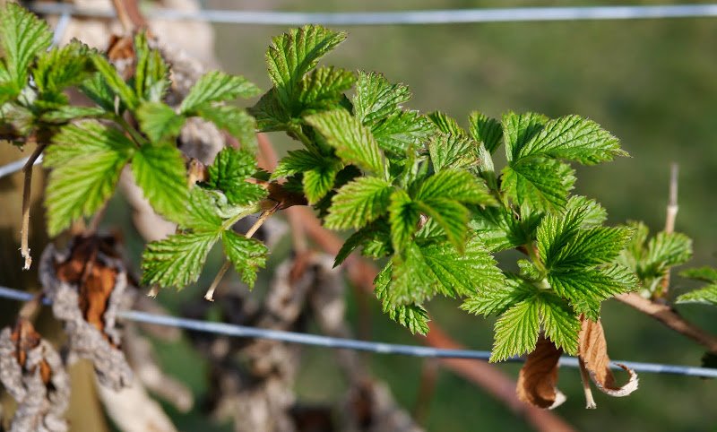 Garden Journal (yr 2: vol 2)