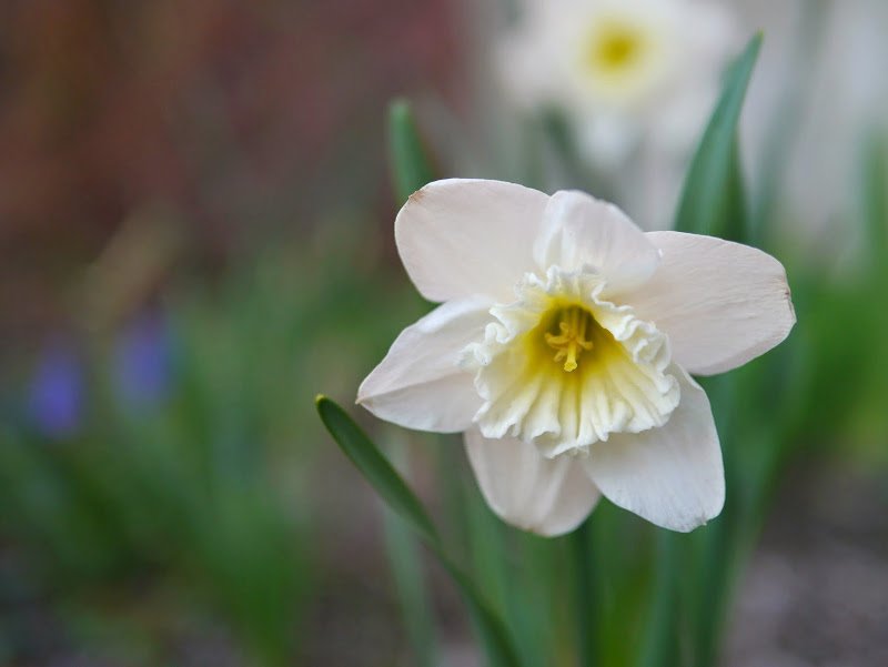 Garden Journal (yr 2: vol 3)