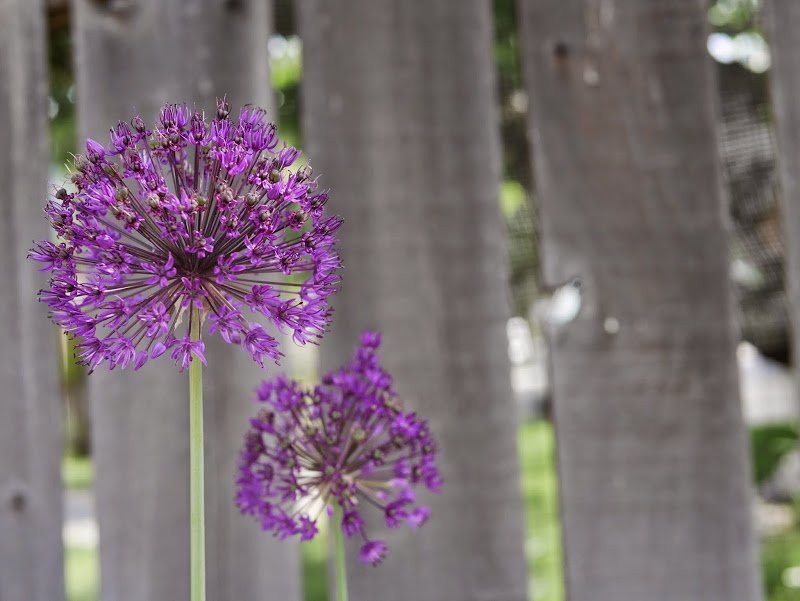 Garden Journal (yr 2: vol 4)