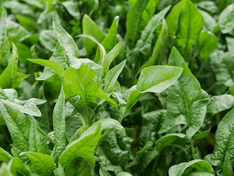 How to Freeze Spinach