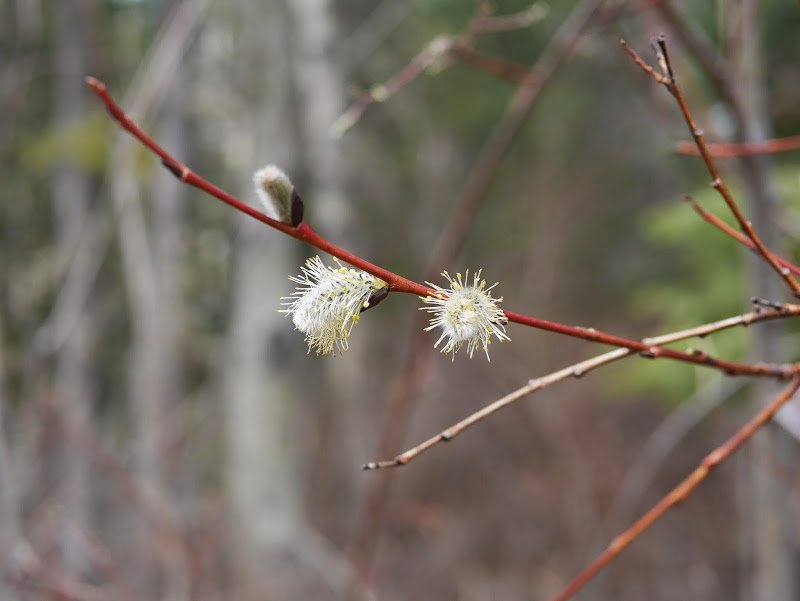 Early Spring Up North