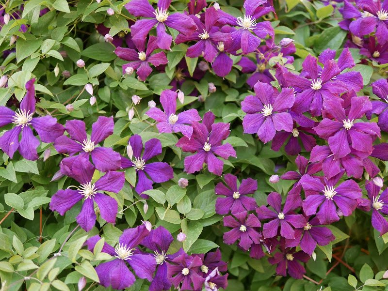 Garden Journal (yr 2: vol 6)