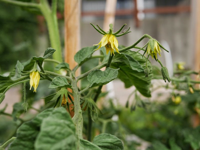 Garden Journal (yr 2: vol 7)