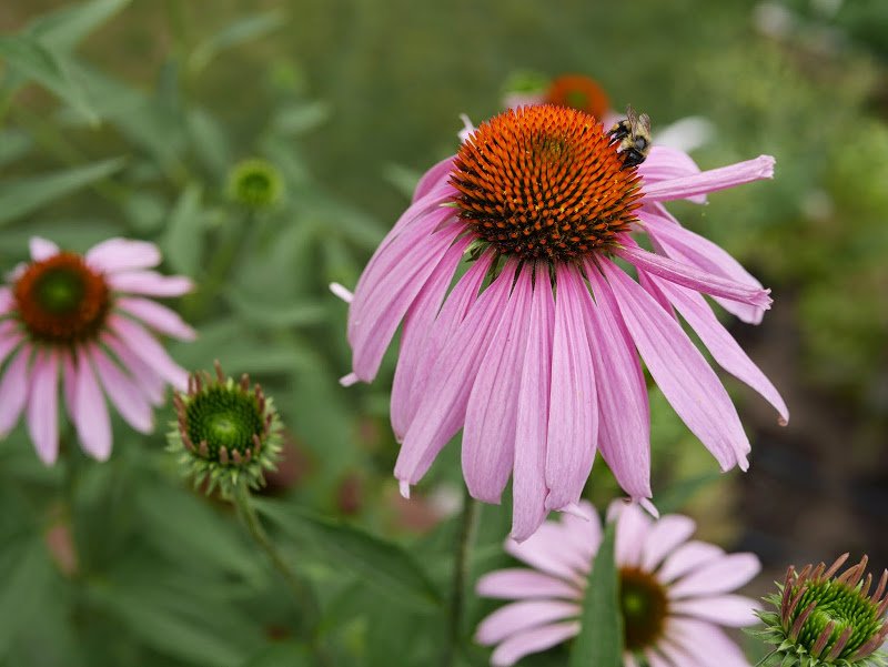 Garden Journal (yr 2: vol 8)