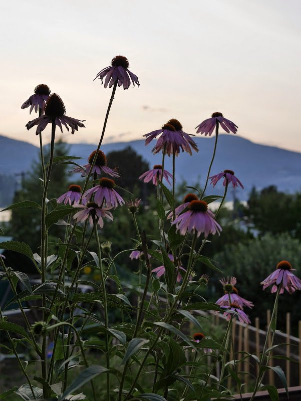 Garden Journal (yr 2: vol 9)